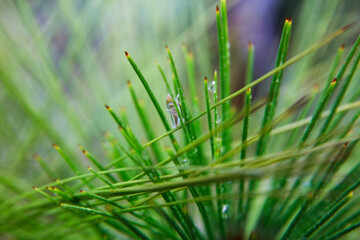 Close-up of plant leaves with morning dew
