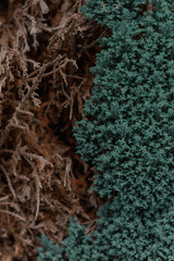 Close-up contrast of dried brown branches and fresh green conifer needles. Natural texture background showing the transition from decay to life in a forest environment.