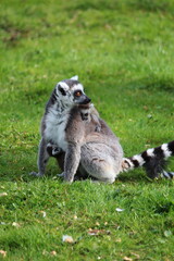Affe
