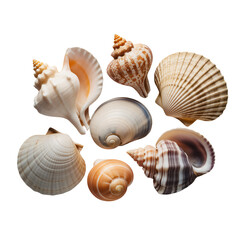 Seashell Still Life on White | Curated Marine Shell Collection | Coastal Naturalist Composition of Ocean Shells