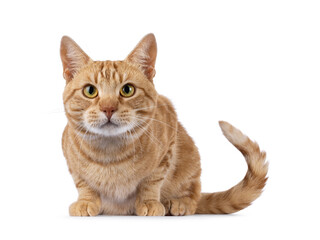 Charismatic red European Shorthair cat, laying down facing front. Looking curious straight to camera. Isolated on a white background.