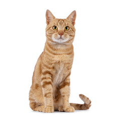 Charismatic red European Shorthair cat, sitting up facing front. Looking curious straight to camera. Isolated on a white background.
