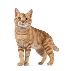Charismatic red European Shorthair cat, standing up side ways. Looking curious straight to camera. Isolated on a white background.