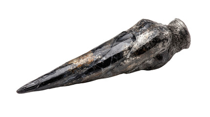 Orthoceras fossil background isolated on a Transparent background, PNG file.