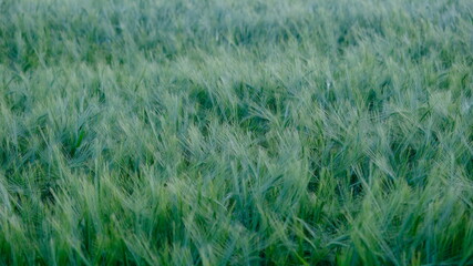 green wheat field