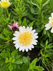 Closeup of Argyranthemum Grandaisy white flower with delicate daisy like petals and vibrant yellow center. Rain drops on the flower and surrounding green foliage.