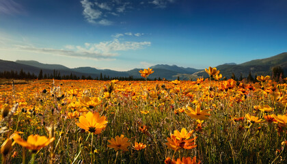 Fototapeta premium Field Of Yellow And Orange Flowers
