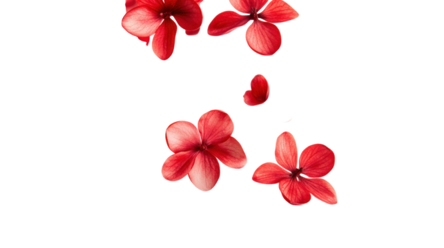 Red flowers floating isolated on a transparent background