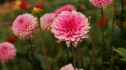 Diferentes especies de variedad de Dalias,  plantas con flores de la familia de las asteráceas