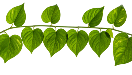  Curved Pothos Vine Loop with Lush Green Leaves, Decorative PNG