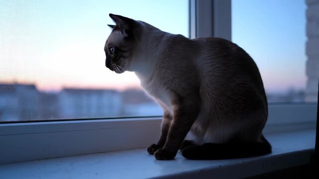 Curious Siamese cat sitting on a windowsill observing the tranquil, colorful dawn sky, peering thoughtfully at the scenery beyond the window in the early morning hours.