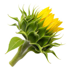 Vibrant sunflower blooming with bright yellow petals, set against a clean white background
