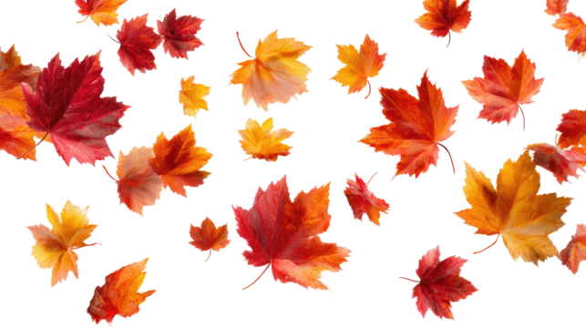 Flying Autumn Maple Leaves isolated on transparent background Remove png, Clipping Path, pen tool - Powered by Adobe