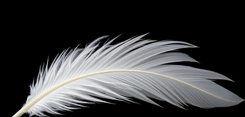 Delicate white swan feather, pristine and soft, against a stark black backdrop,  natural,  light