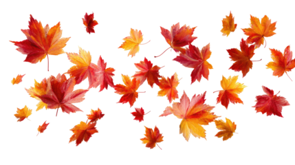 Flying Autumn Maple Leaves isolated on transparent background Remove png, Clipping Path, pen tool
