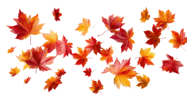 Flying Autumn Maple Leaves isolated on transparent background Remove png, Clipping Path, pen tool