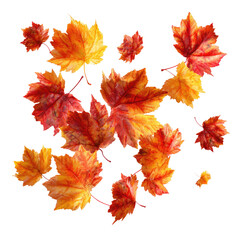 Flying Autumn Maple Leaves isolated on transparent background Remove png, Clipping Path, pen tool