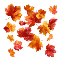 Flying Autumn Maple Leaves isolated on transparent background Remove png, Clipping Path, pen tool