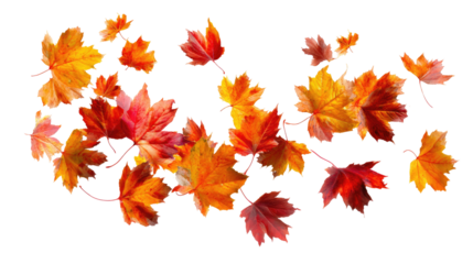 Flying Autumn Maple Leaves isolated on transparent background Remove png, Clipping Path, pen tool