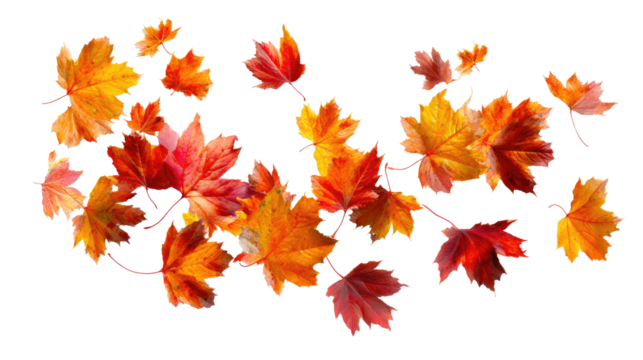 Flying Autumn Maple Leaves isolated on transparent background Remove png, Clipping Path, pen tool - Powered by Adobe