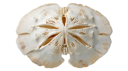 Sand dollar skeleton background isolated on a Transparent background, PNG file.