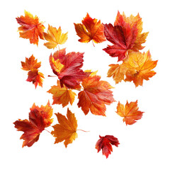 Flying Autumn Maple Leaves isolated on transparent background Remove png, Clipping Path, pen tool