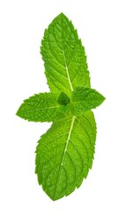 Close-up of vibrant mint leaves