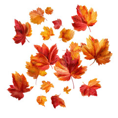 Fototapeta premium Flying Autumn Maple Leaves isolated on transparent background Remove png, Clipping Path, pen tool