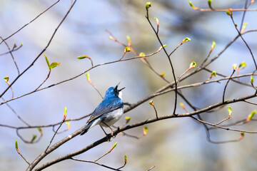さえずるコルリ