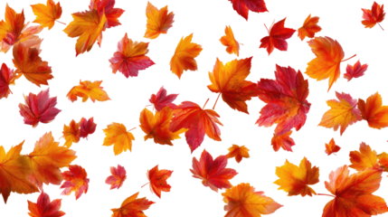 Flying Autumn Maple Leaves isolated on transparent background Remove png, Clipping Path, pen tool