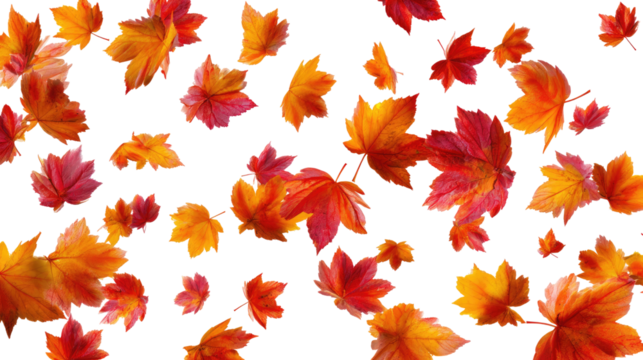 Flying Autumn Maple Leaves isolated on transparent background Remove png, Clipping Path, pen tool