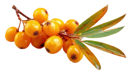 Sea buckthorn berry background isolated on a Transparent background, PNG file.