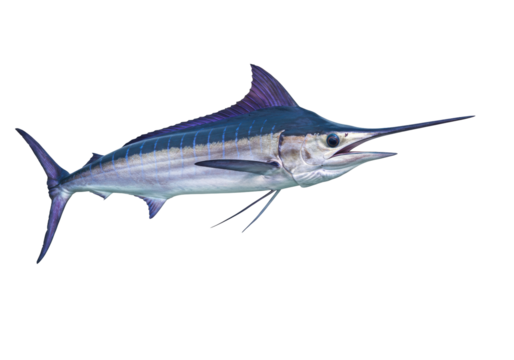 Isolated Stripped Marlin with a Pointed Bill in the Sea of Mexico Waters, Animal Wildlife