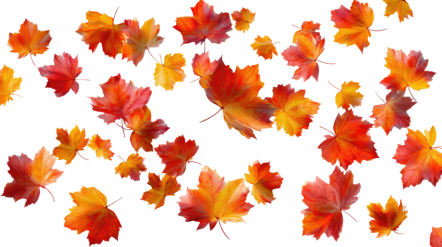 Flying Autumn Maple Leaves isolated on transparent background Remove png, Clipping Path, pen tool