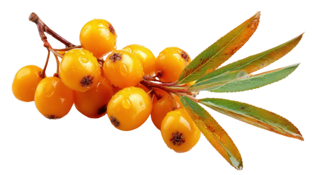 Sea buckthorn berry background isolated on a Transparent background, PNG file.