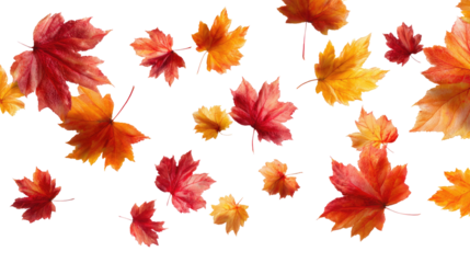 Flying Autumn Maple Leaves isolated on transparent background Remove png, Clipping Path, pen tool