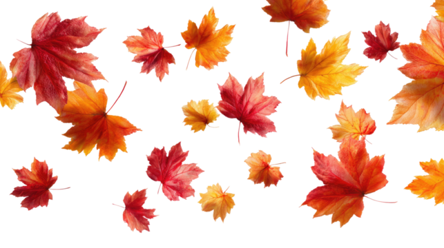 Flying Autumn Maple Leaves isolated on transparent background Remove png, Clipping Path, pen tool