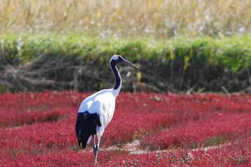 秋のアッケシソウとタンチョウ