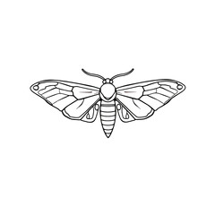 Fototapeta premium Simple moth drawing illustrating insect anatomy. Hand drawn moth drawing showcases intricate wing patterns and delicate body structure. Concept moth drawing for nature studies, educational materials,