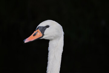 Obraz premium portrait of a swan on a black background