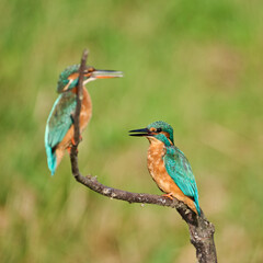 pair of kingfishers , male and female