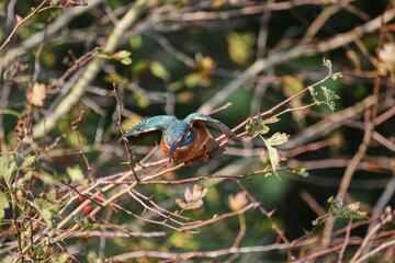 kingfisher alcedo atthis on a branch