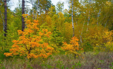 closeup calm autumn forest glade, heap of red tree seasonal scene