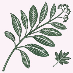 Fresh Green Botanical Leaves on White  Minimal Nature Background.
