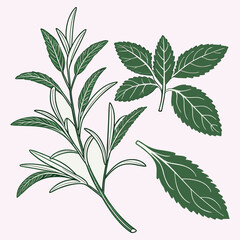 Fresh Green Botanical Leaves on White  Minimal Nature Background.
