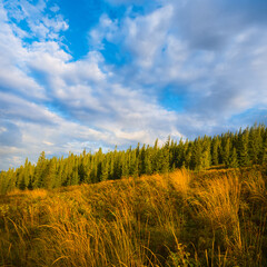 green mountain valley with fir forest under a blue cloudy sky