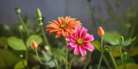 Close-up of colorful garden flowers in bloom