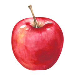 Apple, red freshly picked ripe fruit hand drawn watercolor illustration isolated on white. Juicy colorful clipart object for garden, autumn, harvest, rustic, countryside, food design, packaging, menu