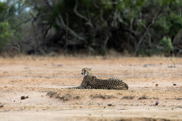 a cheetah female in an open field