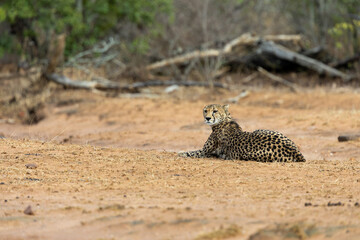 a cheetah female in an open field